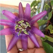 Classes Particulars Clases Particulares todas las Asignaturas, Todos los Cursos